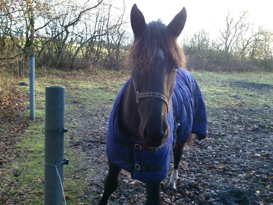 Oldenborg Pedro af Brorstrup - Nov. 2012
Så har min bette hest haft dækken på for første gang og kunne man være mere ligeglad? Ingen reaktion overhovet:-) billede 11