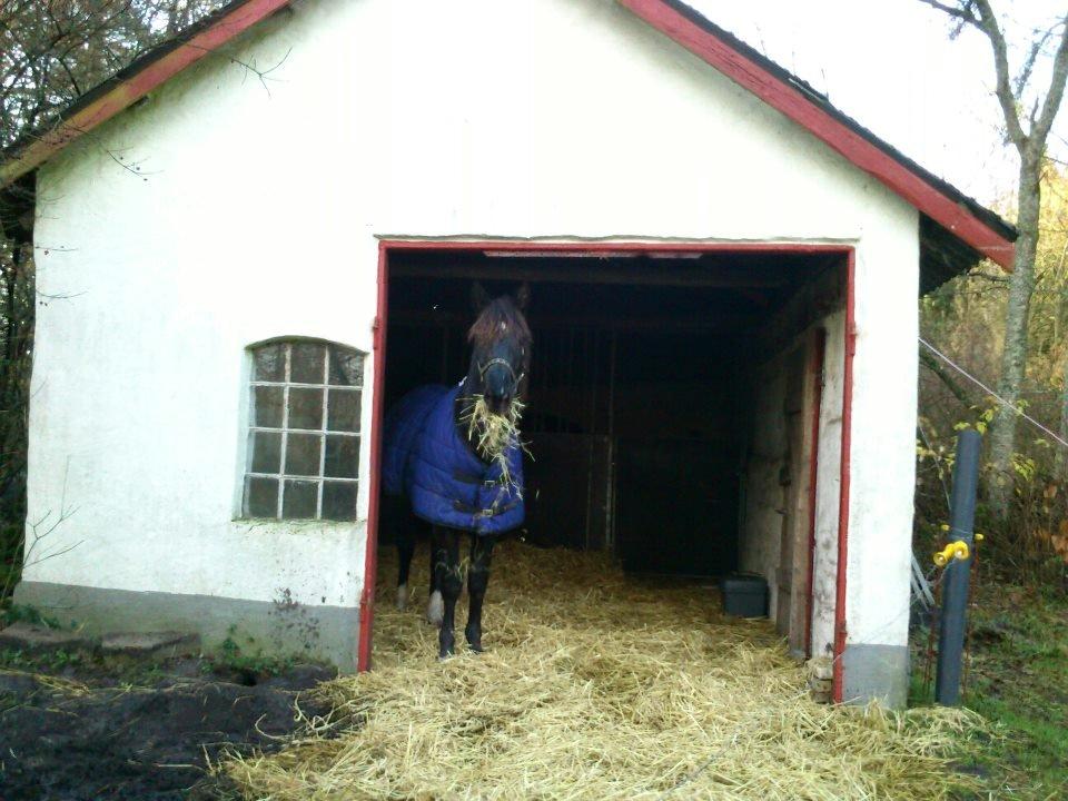 Oldenborg Pedro af Brorstrup billede 12