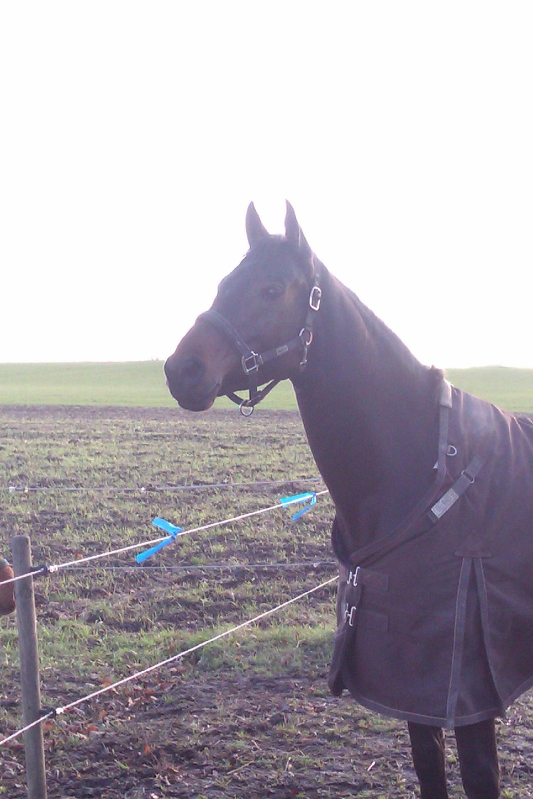 Holstener SÅ LA DA VÆR billede 2