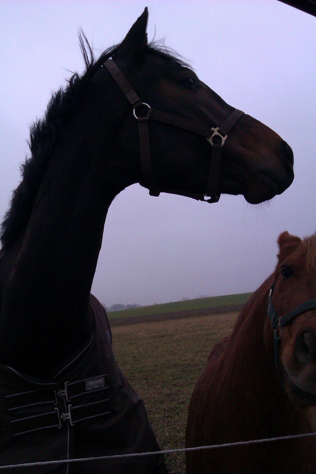 Holstener SÅ LA DA VÆR billede 3