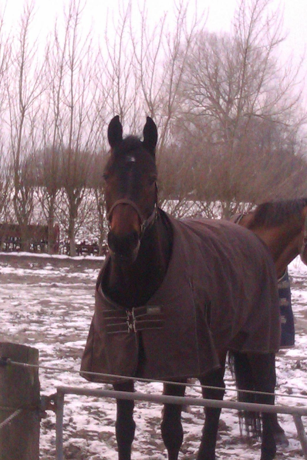 Holstener SÅ LA DA VÆR billede 4