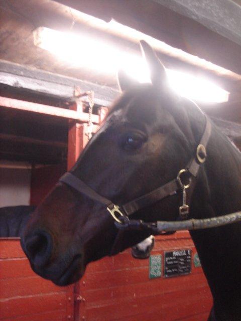 Holstener SÅ LA DA VÆR billede 6