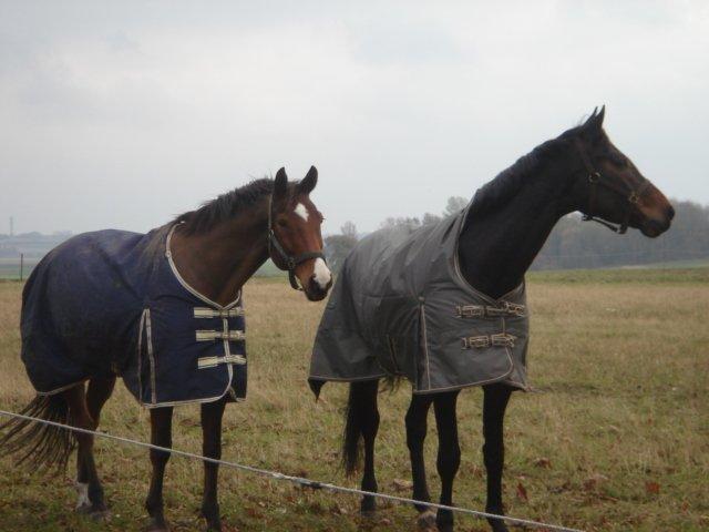 Holstener SÅ LA DA VÆR billede 8