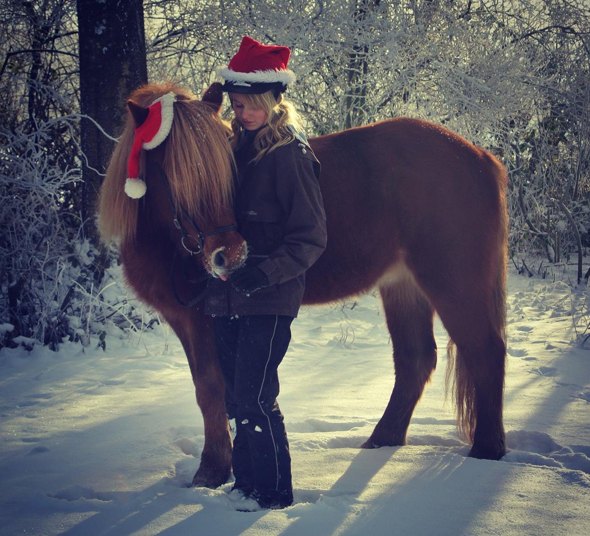 Islænder Ari fra Wennersminde  - Den dejligste i hele verden.
December 2012 billede 4