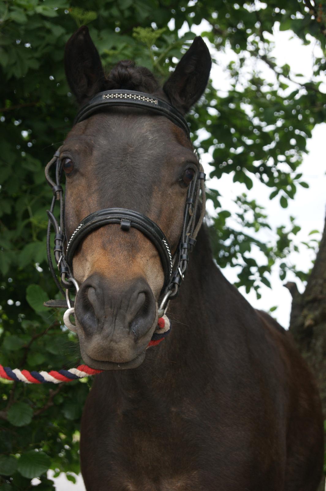 Anden særlig race Buller - Buller ;) billede 5