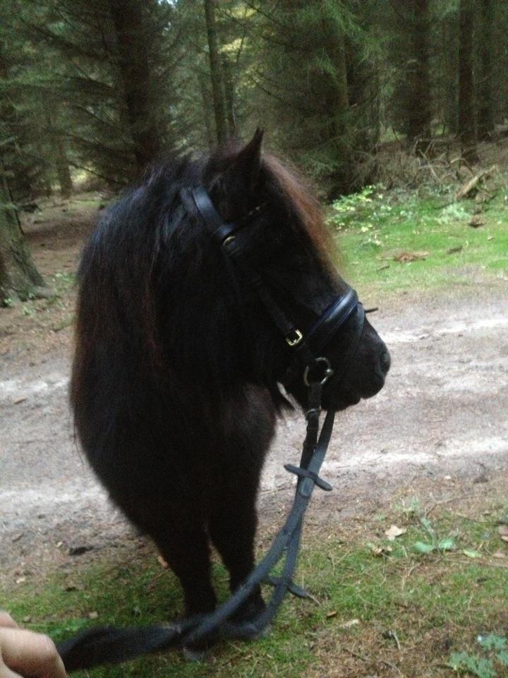 Shetlænder Sønderskovs Racing billede 11