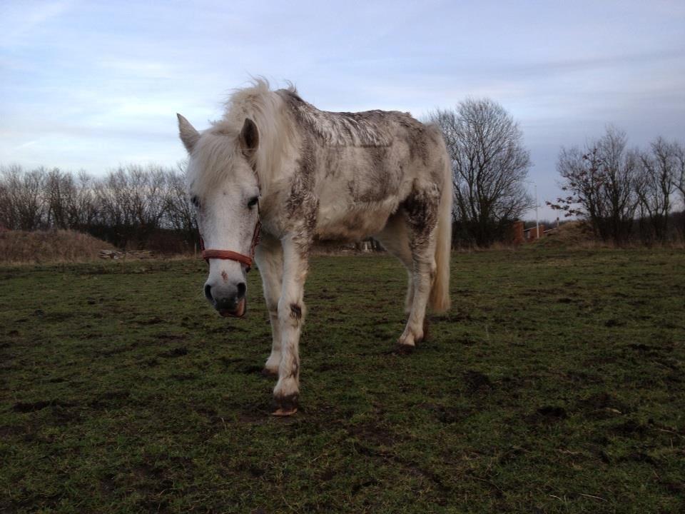 Anden særlig race Plet Farvel mit 1 og alt! </3 billede 15