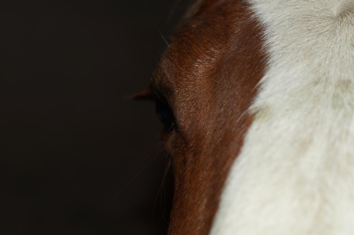 Pinto Whiskey In The Jar billede 17