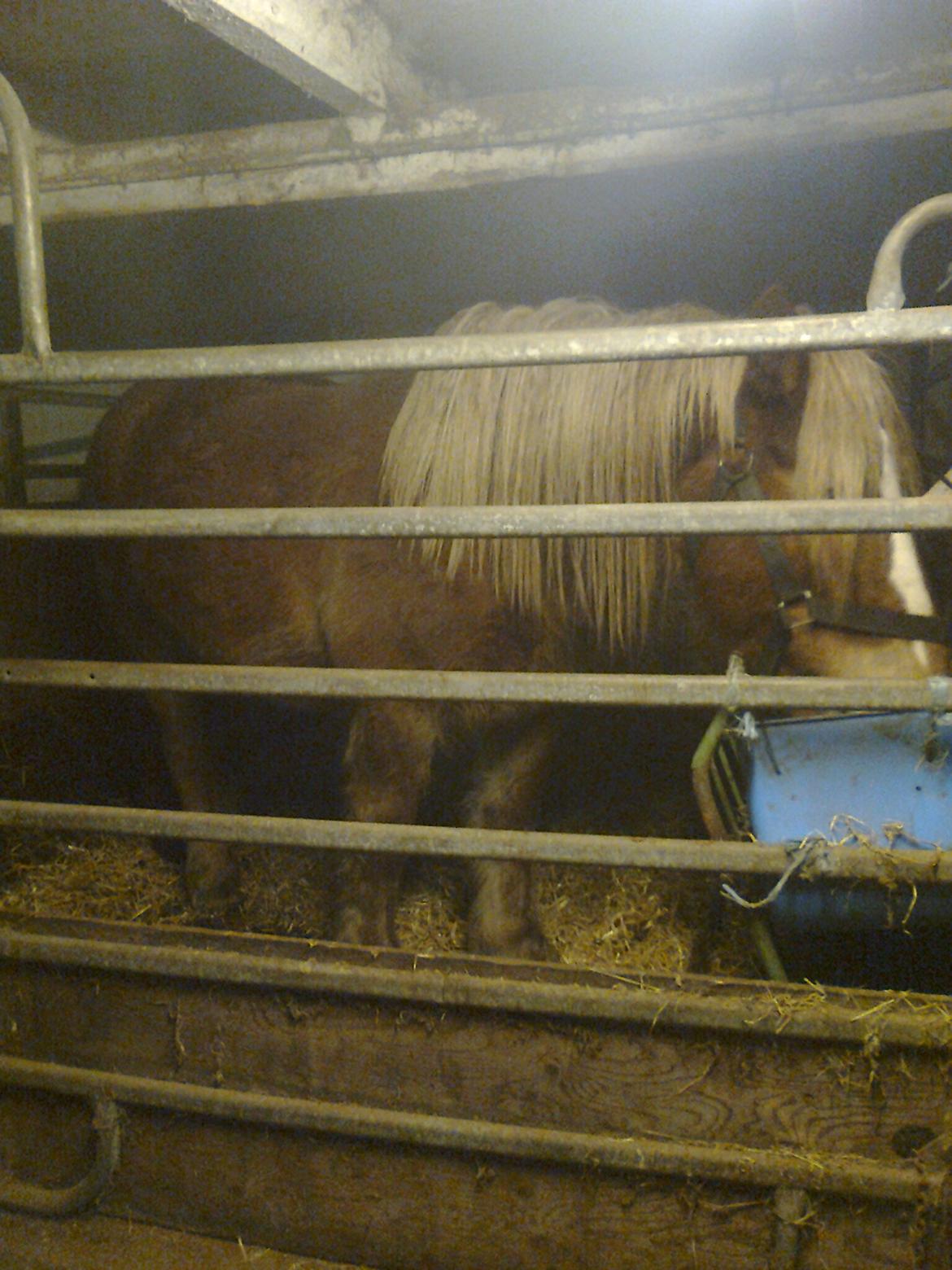 Anden særlig race Emmelie - Dec 12, netop kommet ind til aftensmad billede 15