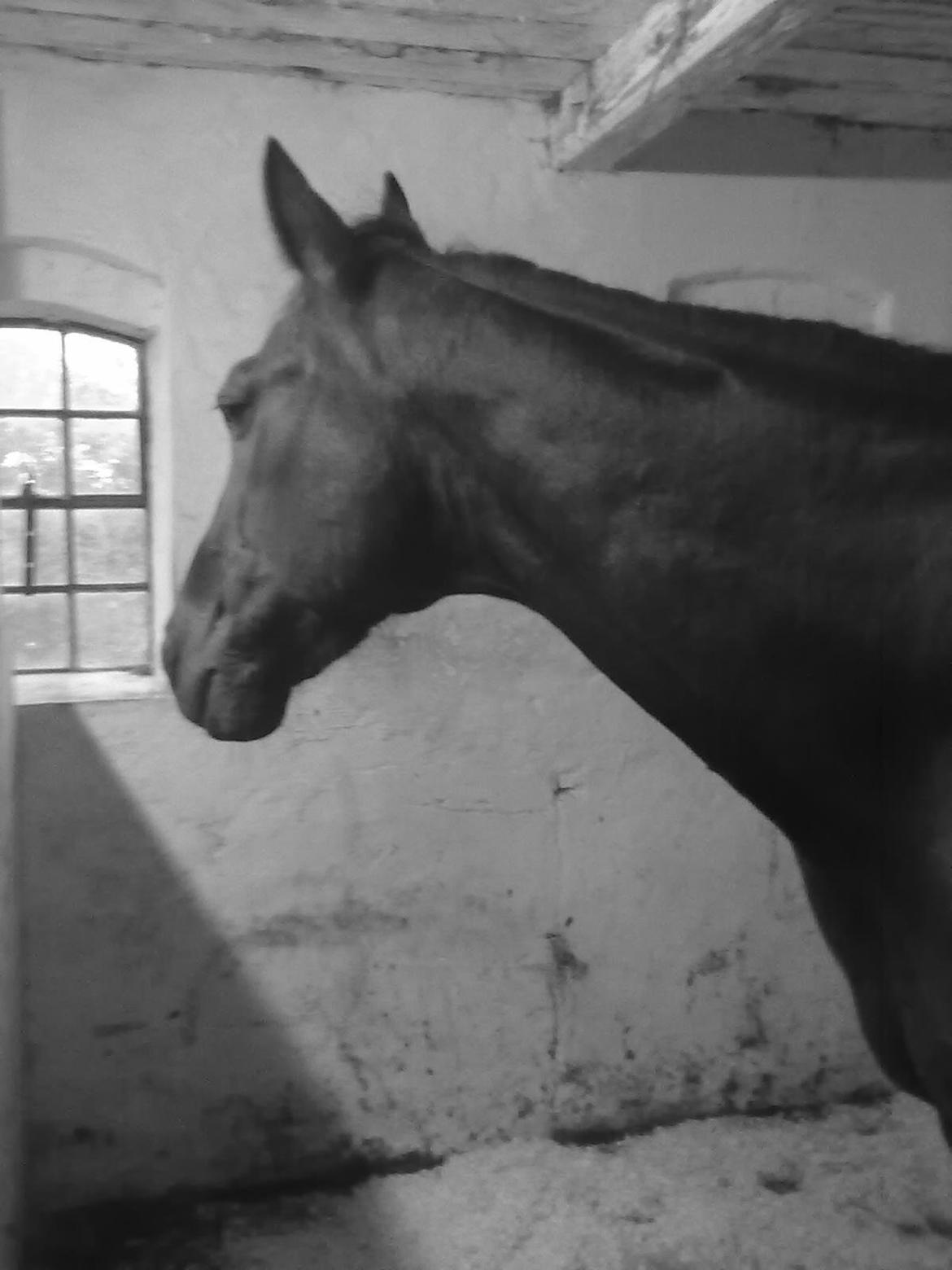 Traver Air Max billede 3