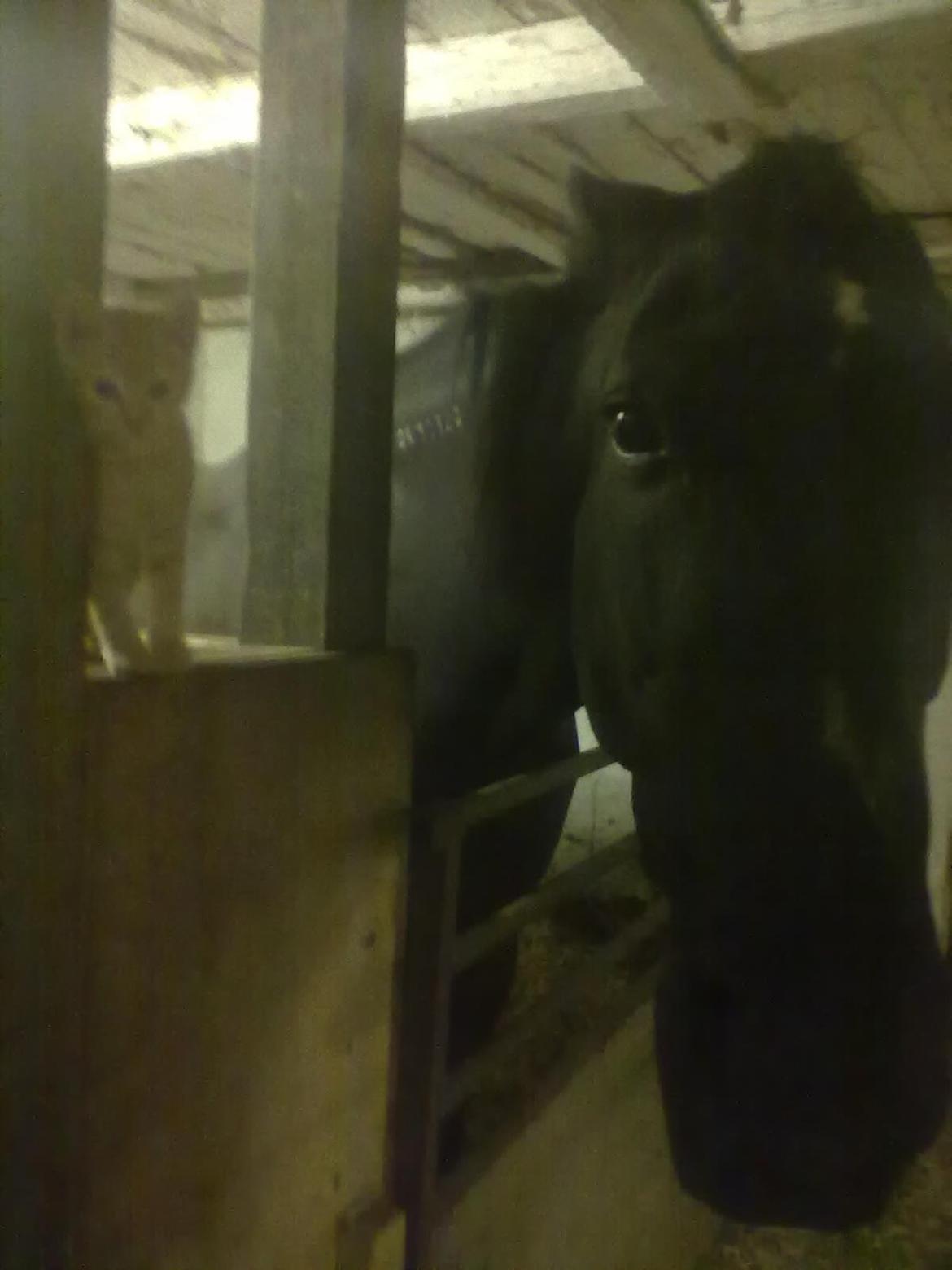 Traver Air Max billede 7