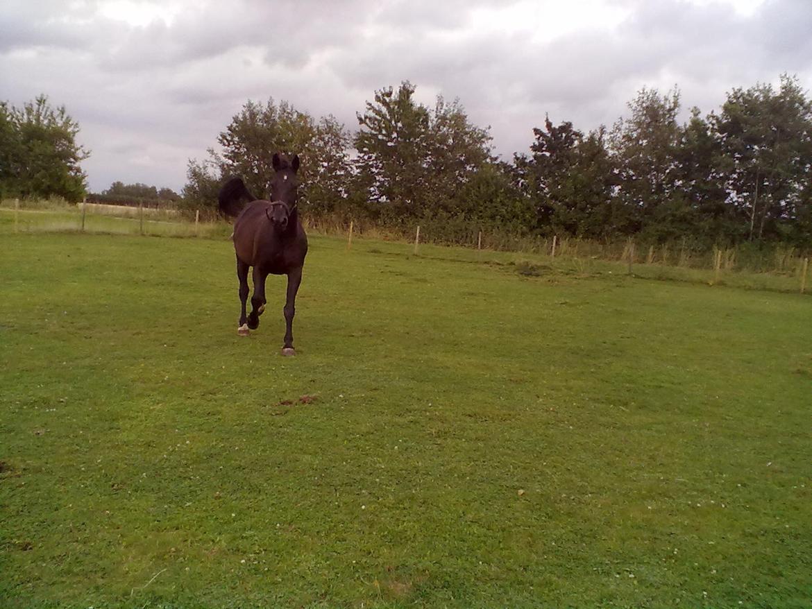 Traver Air Max billede 16