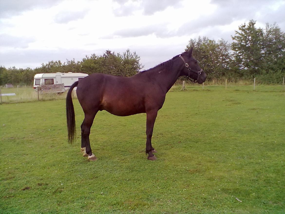 Traver Air Max billede 18