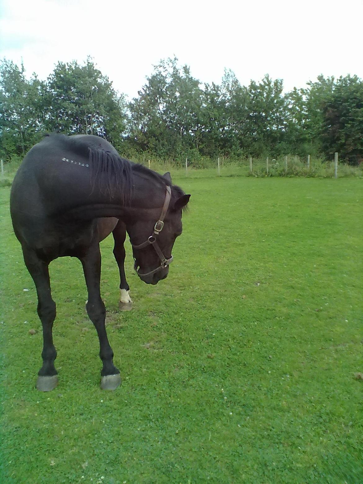 Traver Air Max billede 9