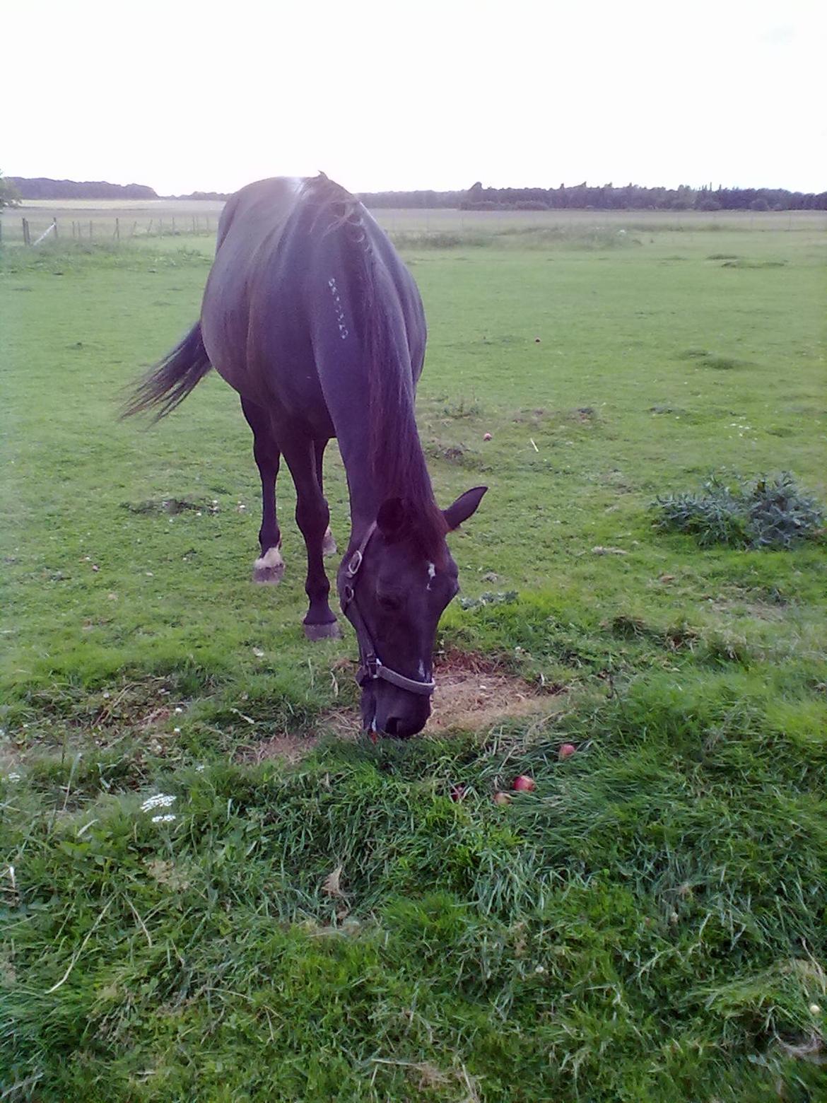 Traver Air Max billede 12