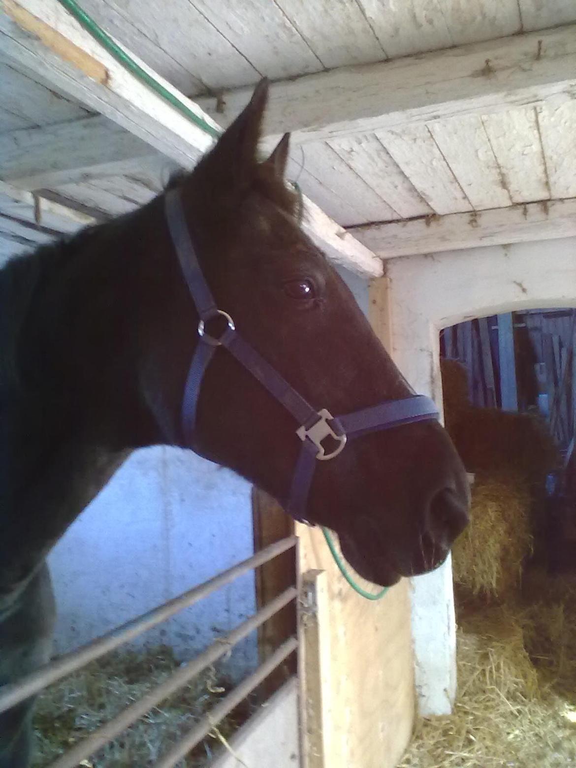 Traver Air Max billede 13