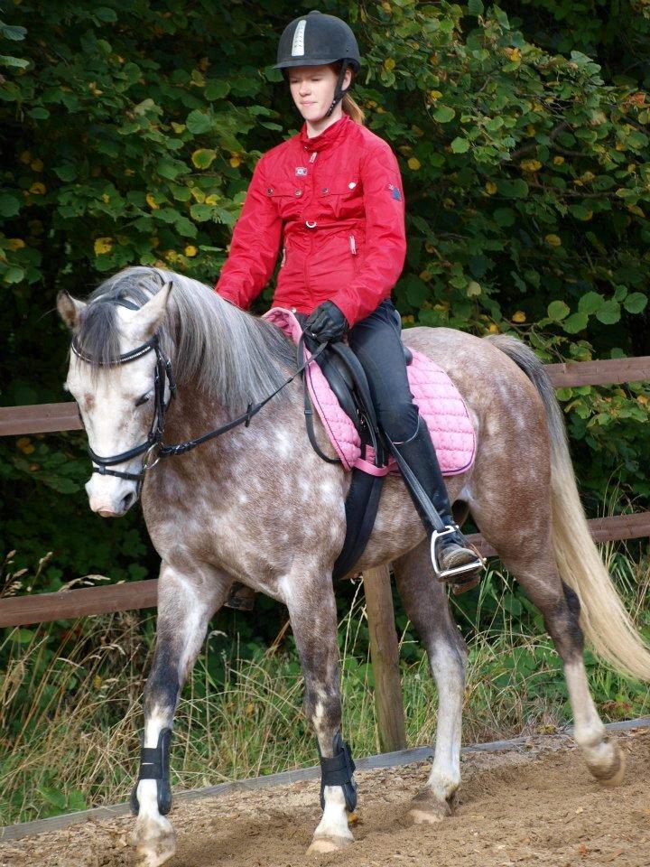 Arabisk fuldblod (OX) /New Forest Timberlake - Den tillid vi har til hinanden nu, ka aldrig ødelægges!<3 billede 14