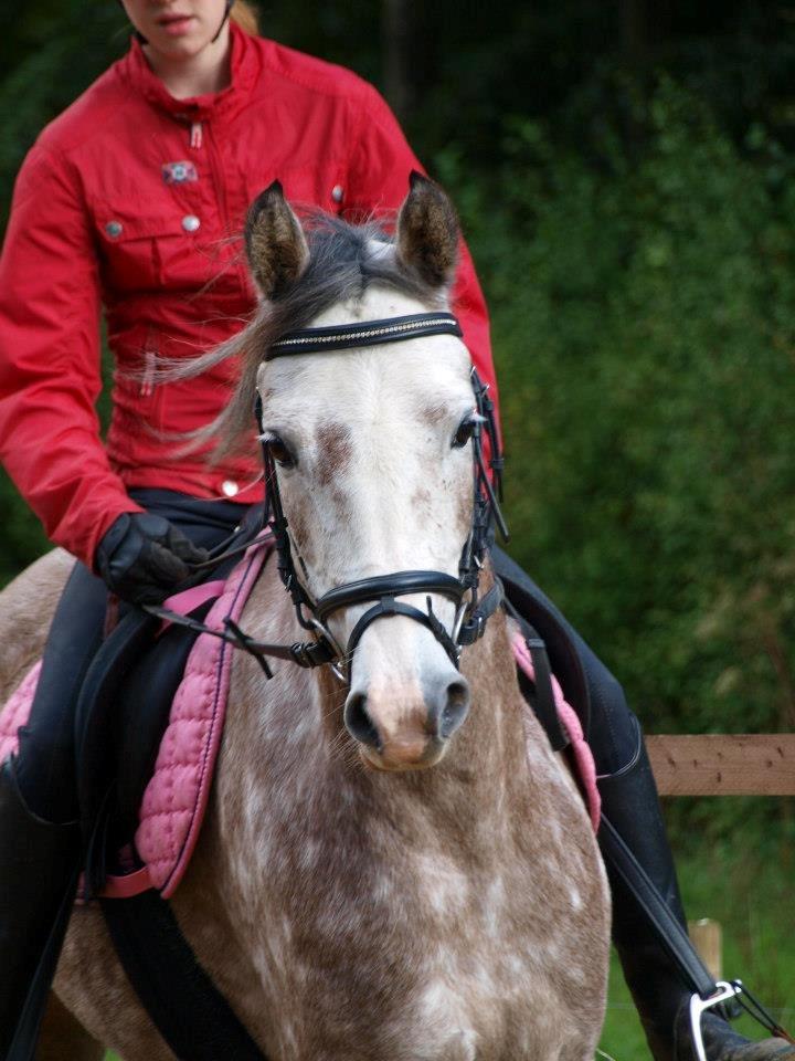 Arabisk fuldblod (OX) /New Forest Timberlake - Velkommen til Timbers profil;)
Hvem har dog nogensinde kunnet finde på at ødelægge så dejlig en pony? Du fortjener langt bedre basse, heldigvis er du havnet ved nogle mennesker der fortår dig. Og som aldrig ville gøre dig ondt, og jeg er helt utrolig takn billede 1
