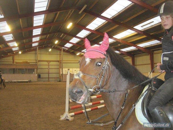 Hollandsk Sportspony nørremarks Katinka "himmelpony" billede 9