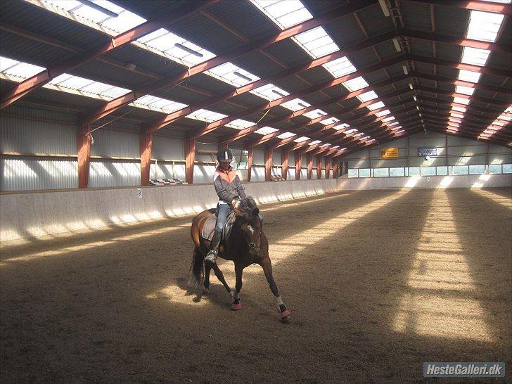 Hollandsk Sportspony nørremarks Katinka "himmelpony" - dressur på springhest vuhu! :-D billede 4