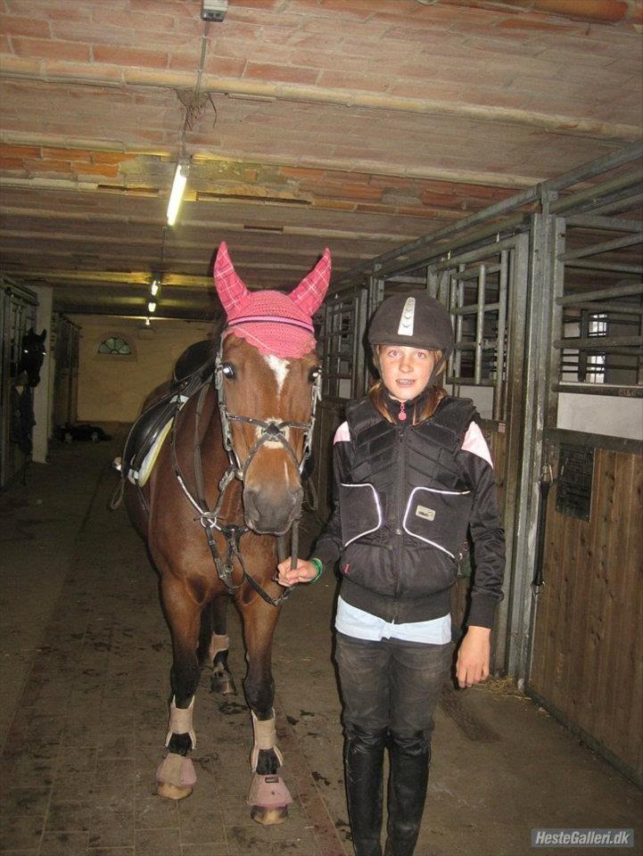 Hollandsk Sportspony nørremarks Katinka "himmelpony" - lige før min første springtime :-) billede 6