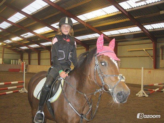 Hollandsk Sportspony nørremarks Katinka "himmelpony" billede 14