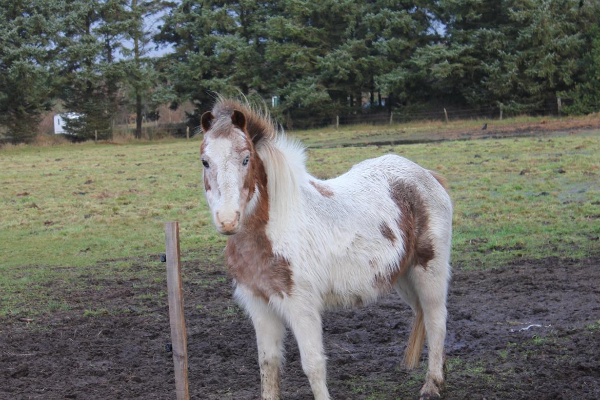 Anden særlig race Winnetou - Smukke Winni!<3 billede 5