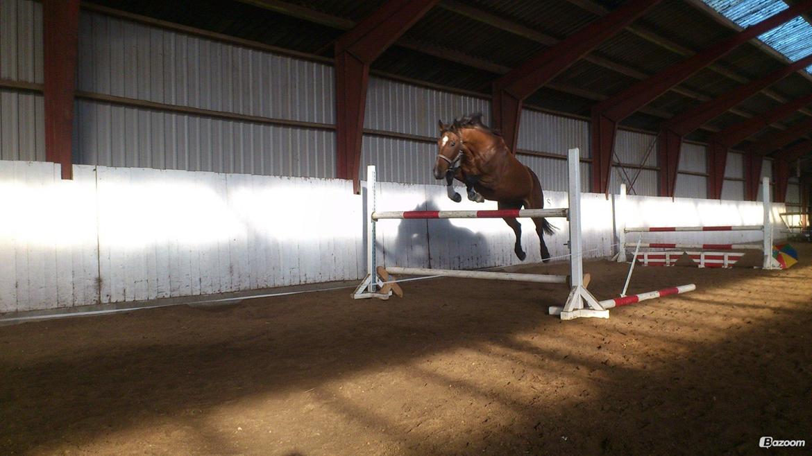 Dansk Varmblod Stengårds Laktose billede 13