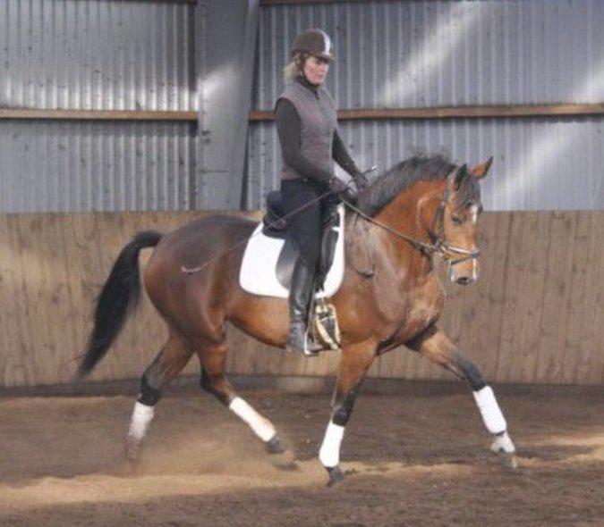 Dansk Varmblod Stengårds Laktose - Tidligere rytter, 2011 billede 19