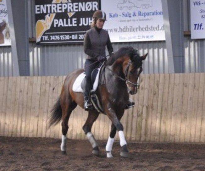 Dansk Varmblod Stengårds Laktose - Tidligere rytter, 2011 billede 18
