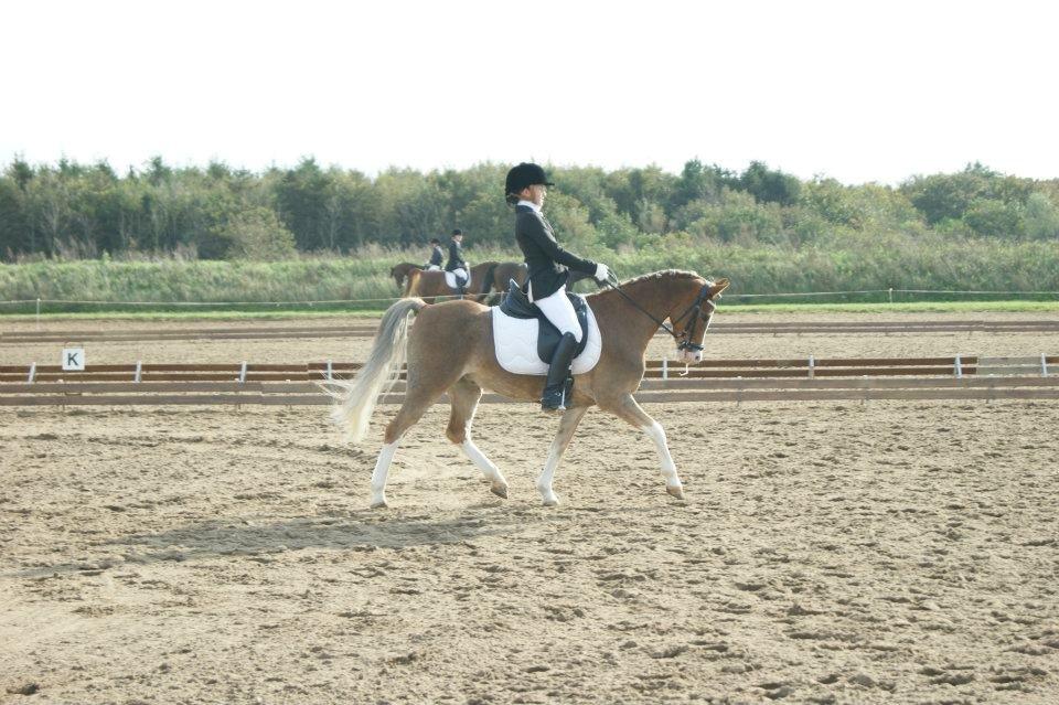 Welsh Pony (sec B) Den deel,s romeo billede 18