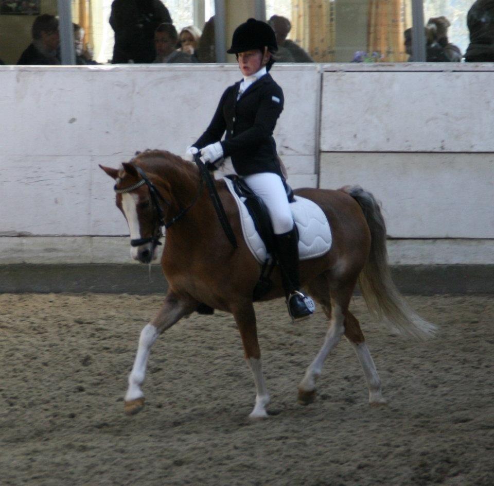 Welsh Pony (sec B) Den deel,s romeo billede 19