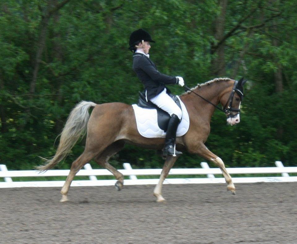 Welsh Pony (sec B) Den deel,s romeo billede 20