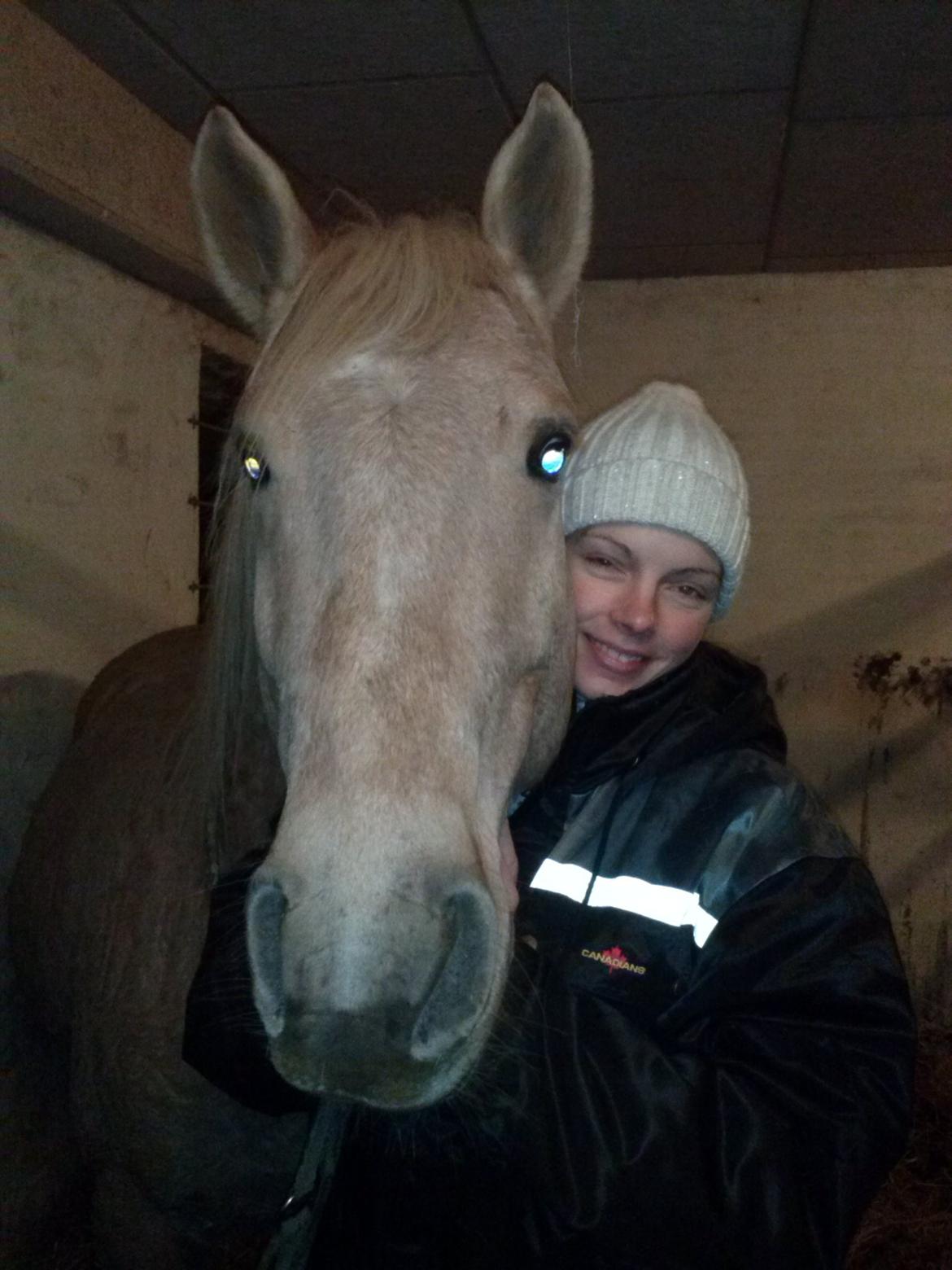 Palomino Moonlight  [Solgt] billede 3