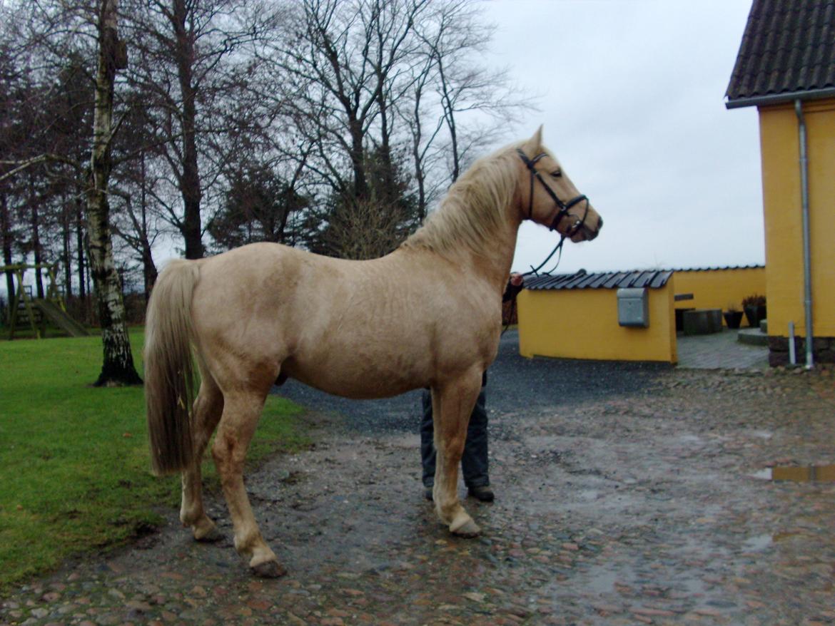 Palomino Moonlight  [Solgt] billede 6