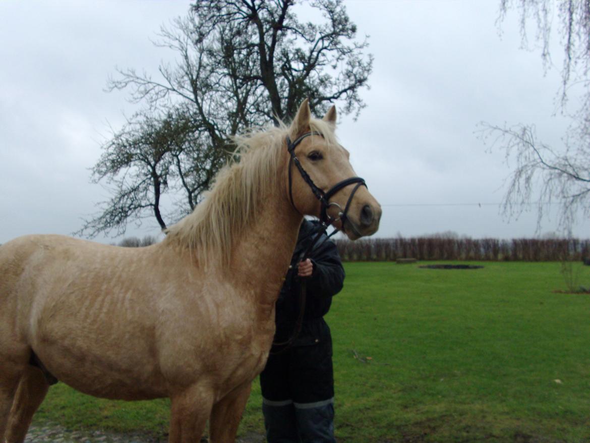 Palomino Moonlight  [Solgt] billede 2