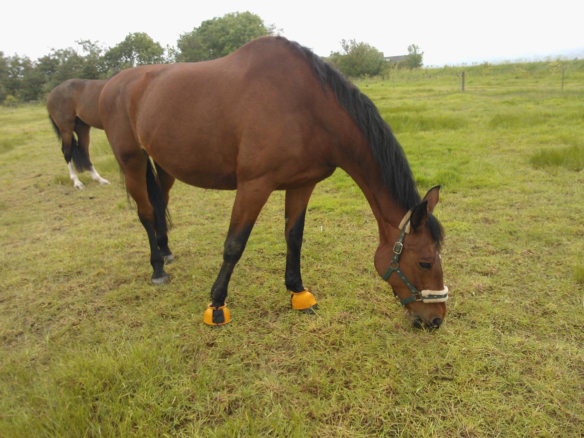 Oldenborg Yasmin (Molique) - Molique på sygefold med Lego <3 billede 16