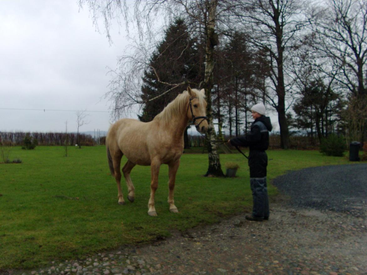 Palomino Moonlight  [Solgt] billede 7