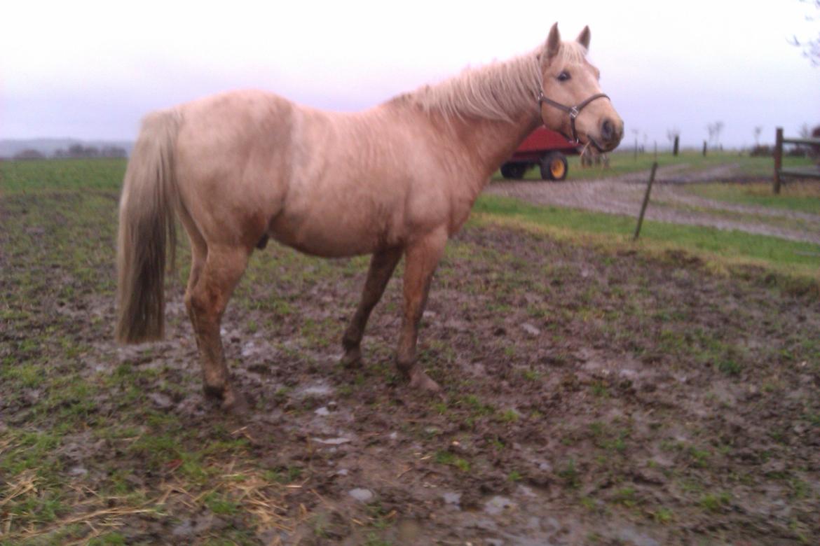 Palomino Moonlight  [Solgt] billede 8