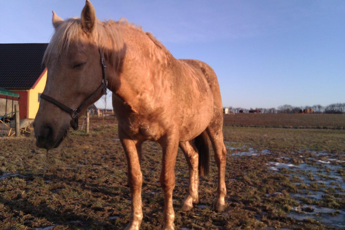 Palomino Moonlight  [Solgt] billede 9