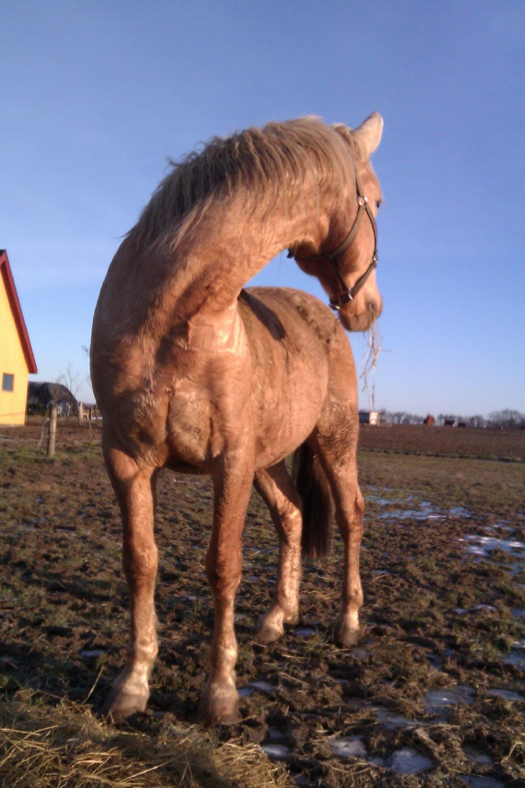 Palomino Moonlight  [Solgt] billede 10