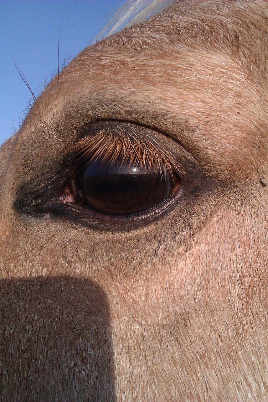 Palomino Moonlight  [Solgt] billede 12