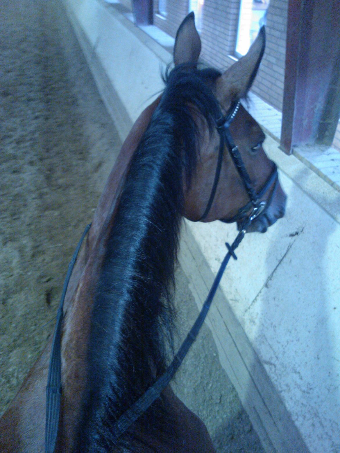 Oldenborg Yasmin (Molique) - <3 billede 17