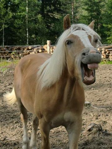 Haflinger Stokkemarkes Asti <3SOLGT - hehe!!! så er jeg kommet til mit nye dejlige hjem elsker det<3 billede 13