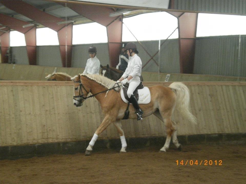 Haflinger Liane Wican - Dressur stævne<3 elsker det billede 17