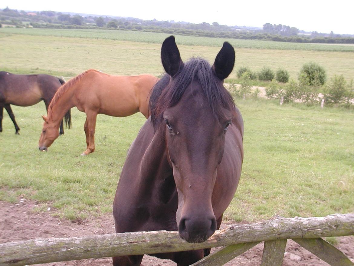 Holstener Unalaska - Una 3 år <3  billede 13