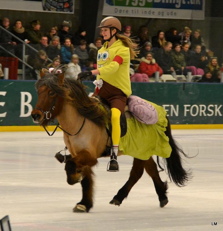 Islænder SOLFÉGUR HEJELTE - Istölt i silkeborg 2012
 6,5 for løse tøjler!<3  billede 1