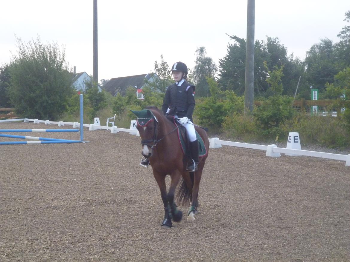 New Forest Lucas lånepony :) <3 billede 11