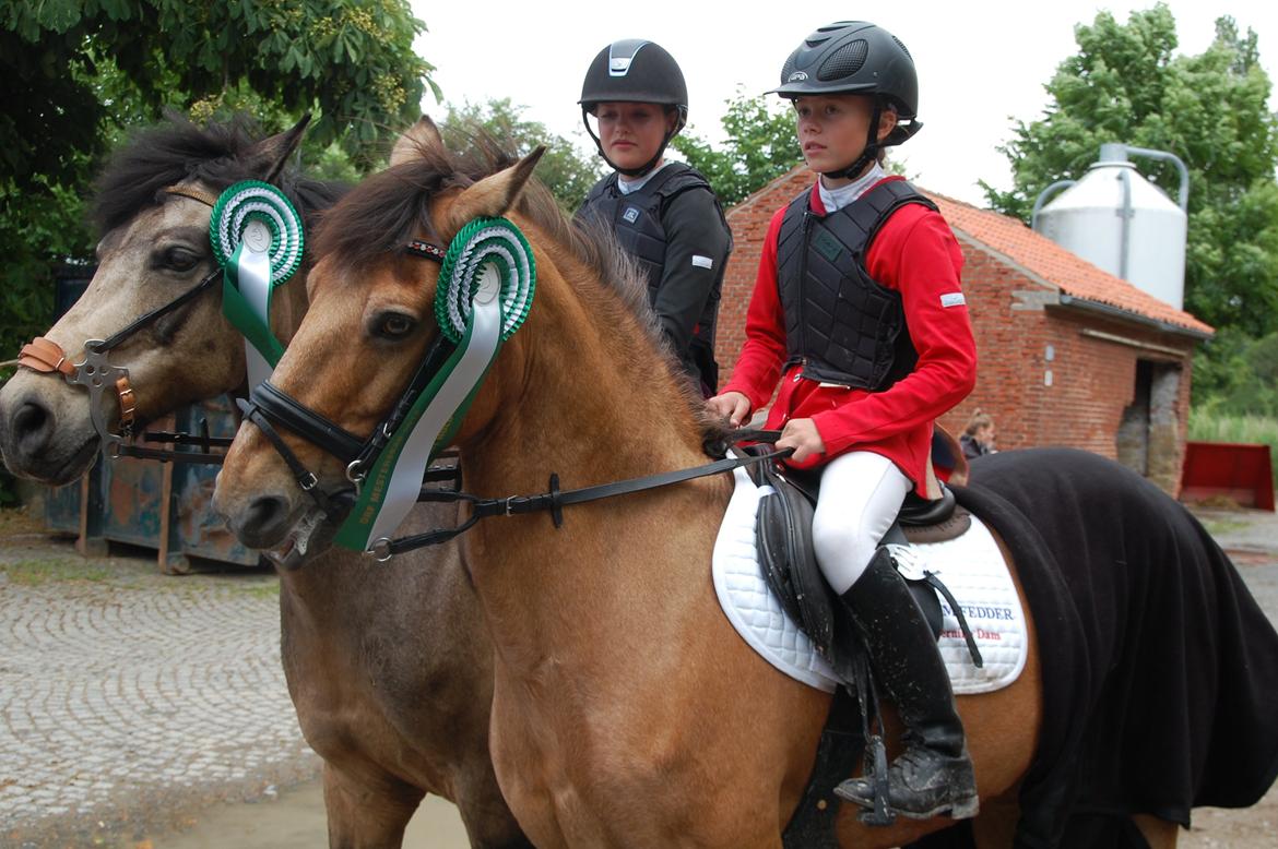 Anden særlig race Grange Sandy - Holdet blev nr. 3 til DM for hold i 2012 billede 1