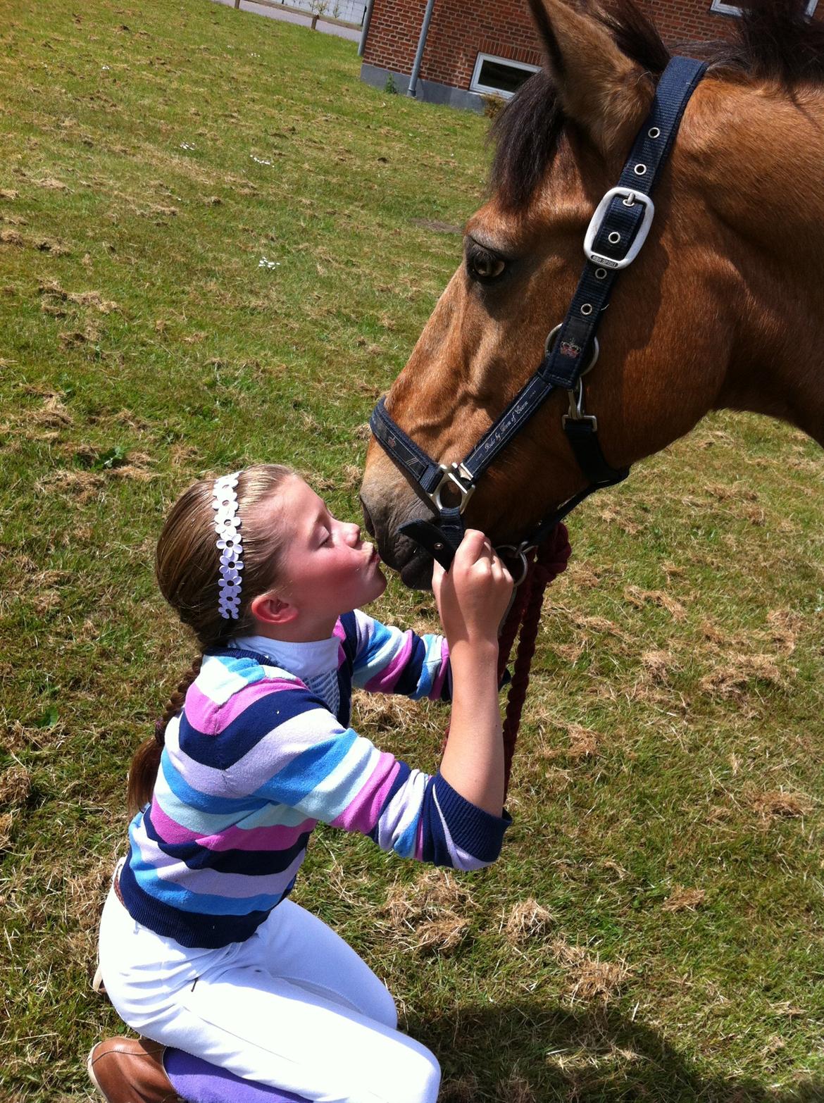 Anden særlig race Grange Sandy - Elsker Sandy billede 4